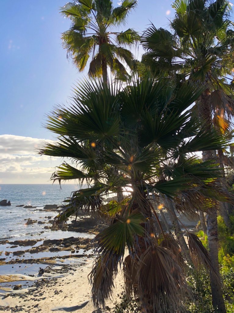 palm trees at beach